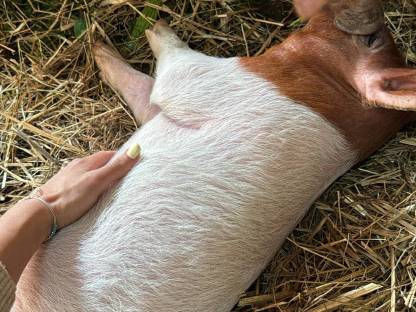 Bild 7:Duroc Iberico Berkshire Schwäbisch Ferkel