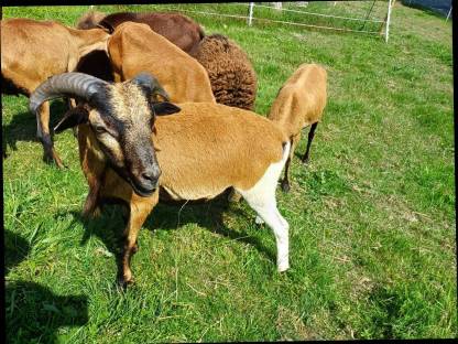 Bild 4:Quessant Bocklamm