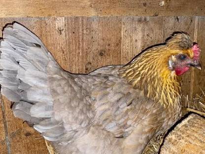 Bild 4:Olivleger-Bruteier