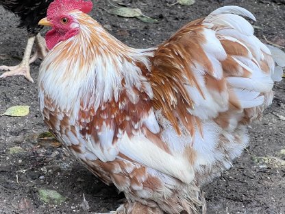 Bild 3:Charmante Gockel zu vergeben