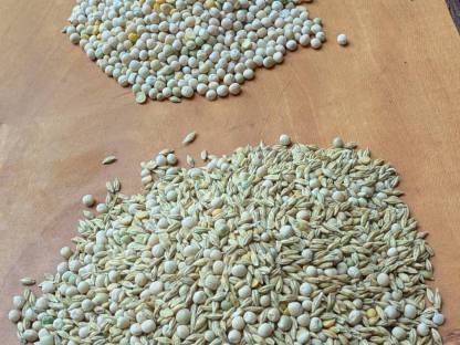 Bild 2:Bio Gerste Erbsen Gemenge