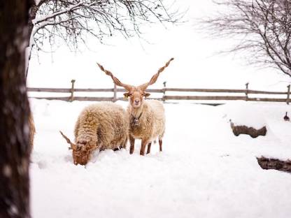 Bild 4:Zackelschafe BIO