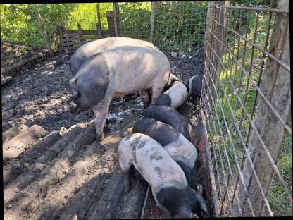 Schwäbisch Hällische Ferkel