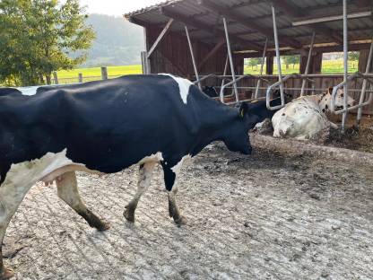 Schlachtkühe