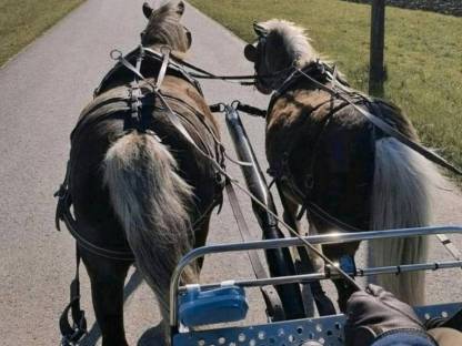 Bild 7:Classic Pony Wallache Gespann