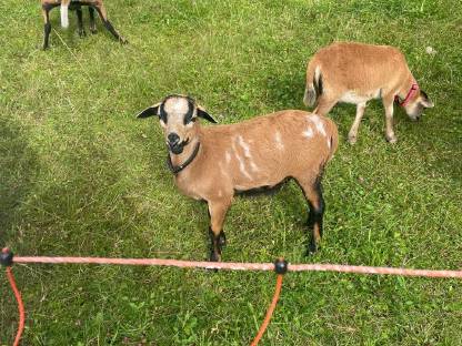 Bild 2:Kamerunböcke, Kamerunschafe männlich