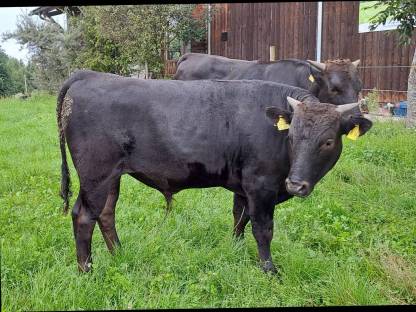 F4 Bio Wagyu Jungbulle