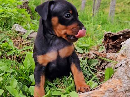 Bild 3:Zwergpinscher Welpen