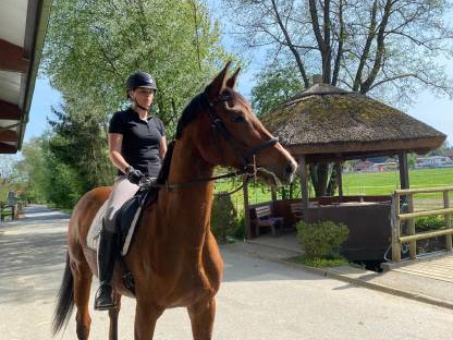 Bild 2:Trakehner aus unserem Gestüt suchen ein neues Zuhause