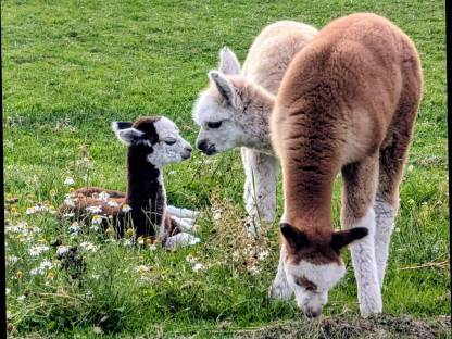 Bild 5:Gedeckte Alpakastuten, junge gedeckte Alpakastuten, Alpakas