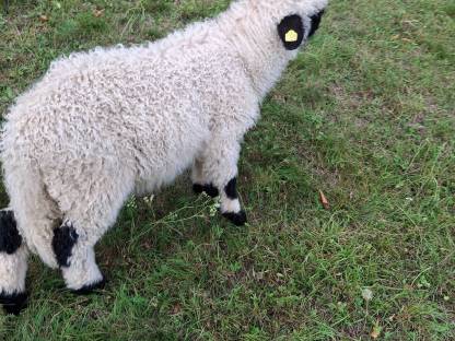 Bild 5:Walliser Schwarznasen Widder