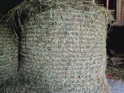 Bild 2:Heuballen, 1. Schnitt, kleine Rundballen, Heu