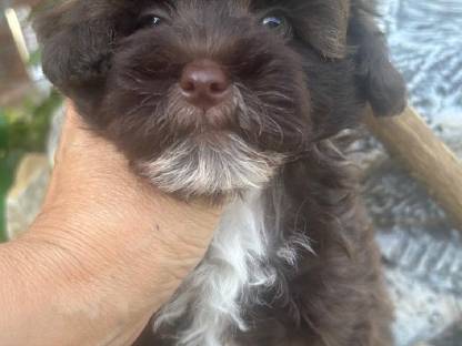 Bild 5:Bollipoo-Welpen und Toypudel mit Ahnentafel