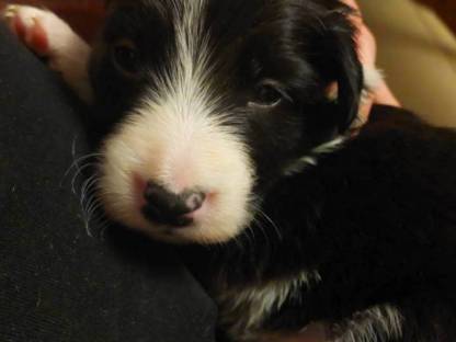 Bild 2:Border Collie, Edce Papiere