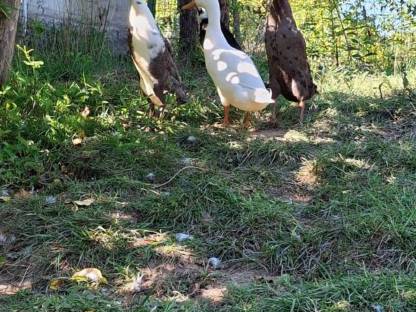 Bild 5:Laufenten Schneckensammler