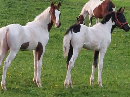 Bild 2:Fuchsscheck Hengstfohlen WH Aayan
