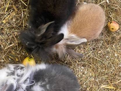 Zwergkaninchen