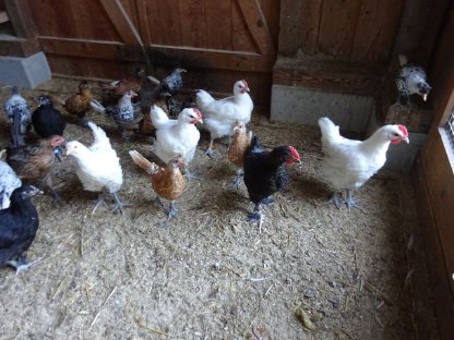 Bild 2:Bresse Gauloise französischer Herkunft - reinweiß