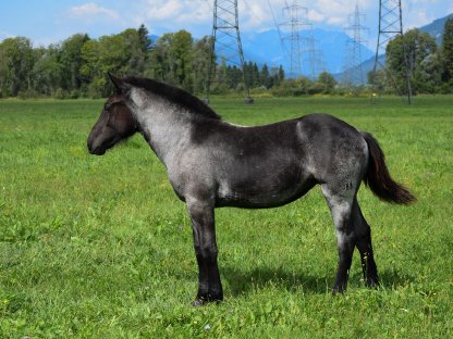 Bild 2:Franziska Noriker Stutfohlen Mohrenkopf zu verkaufen