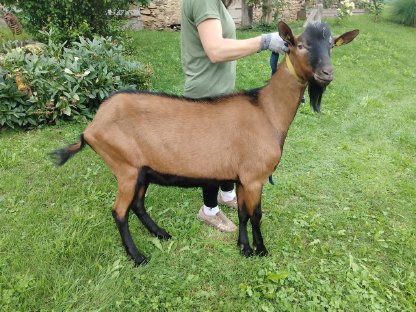 Bild 3:HB Zuchtbock GGZ IIa