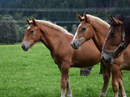 Bild 5:Zwölfer Schaunitz Noriker Hengstfohlen zu verkaufen