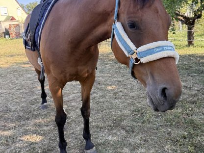 Bild 5:9j Warmblutstute Freizeitpferd