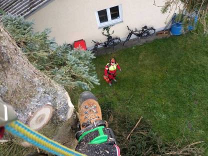 Bild 7:Spezialbaumfällung/Holzfällung