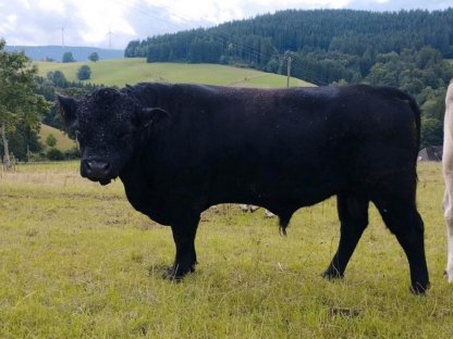 Bio Bulle Angus/Galloway