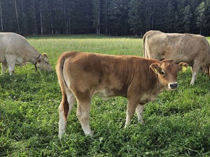 Bild 4:Verkaufe Murbodner Jungkalbinen