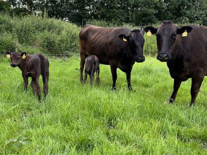 Bild 3:Wagyu Fullblood Muttertiere