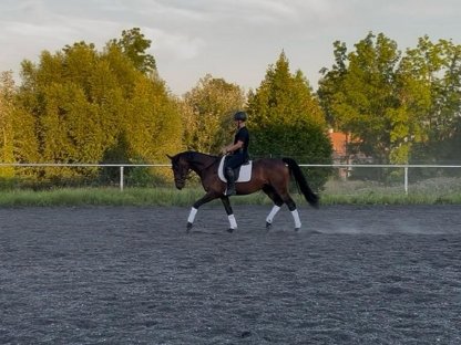 Bild 3:Vielversprechender Reitpony-Wallach