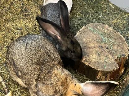 Bild 2:Deutsche Riesen weiblich