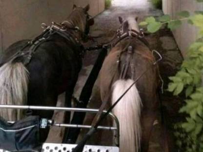 Bild 8:Classic Pony Wallache Gespann