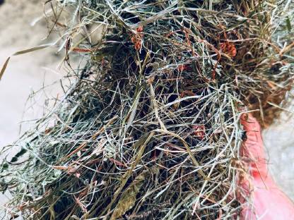 Bild 2:Warmbelüftetes Heu