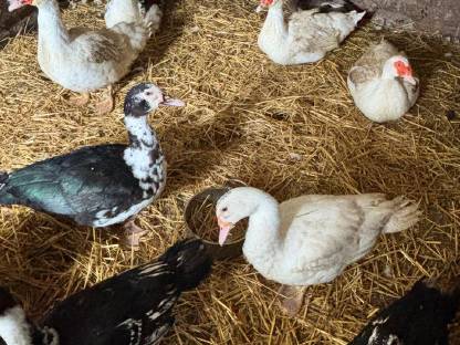 Bild 6:Warzenenten und Laufenten