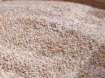 Bio Hühnerfutter (Weizen)