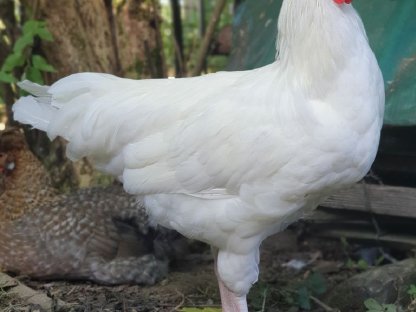 Bild 3:Reinrassige Altsteirer Hähne