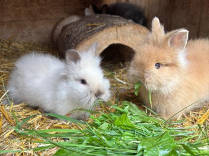 2 Kaninchen, Teddyzwerg