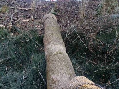 Bild 6:Spezialbaumfällung/Holzfällung