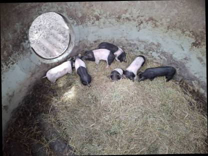 Bild 3:Schwäbisch Hällische Ferkel