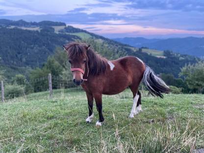 Bild 9:Minishetland Stute - Milli-Krug