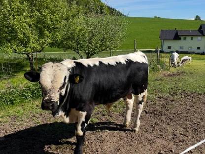 Pustertaler Sprinzen Jungstier