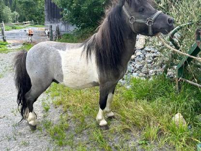 Bild 2:Minipony Hengst gekört