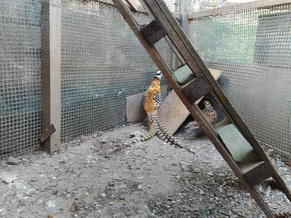 Böhmischer Jagdfasan und Königsfasan