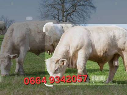 Suche Charolais Zuchtstier