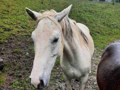 Bild 6:Problem-Pony sucht neues Zuhause: Pony Stute Polly