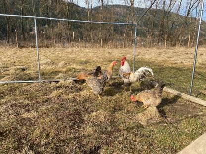 Bild 2:Cream Legbar Bruteier