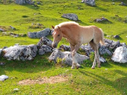 Haflinger Stutfohlen
