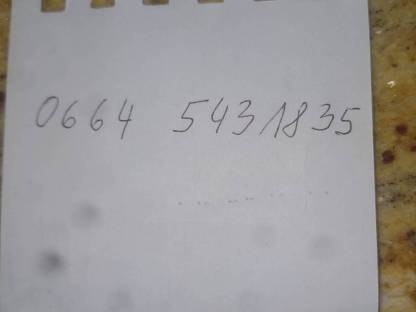 Bild 6:Trächtige Fleckviehzuchtkalbin