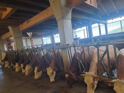 Kühe in Milch